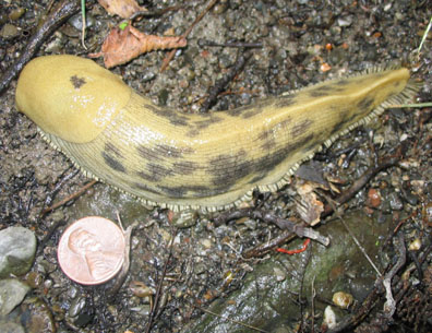 Banana Slug